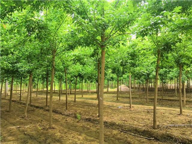 江苏种植的金叶复叶槭可以在保定大赢家体育(中国)科技有限公司买到