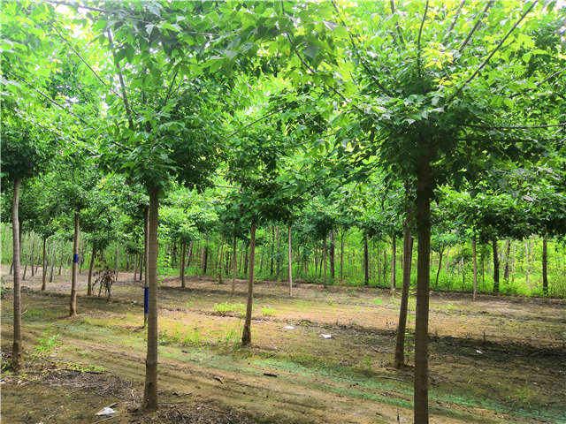有耐寒能力的金叶复叶槭可以种植于东北地区