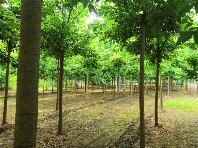 金叶复叶槭在秋季移栽能够获得很高的成活率