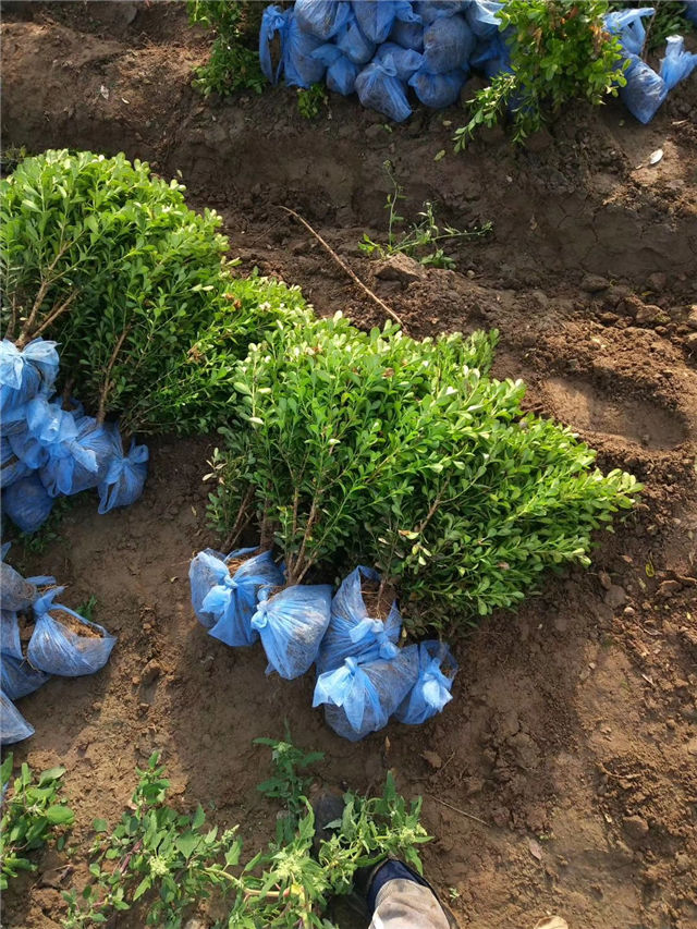 在保定大赢家体育(中国)科技有限公司可以买到适合云南种植的小叶黄杨